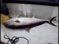 ???? - Amberjack 17 kg. 12.12.2006, JIGGING ???? - Amberjack 17 kg. 12.12.2006, JIGGING