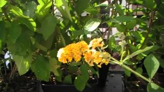 Schmetterlingsflieder Buddleja Sungold