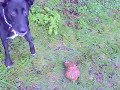 Dog and a stone