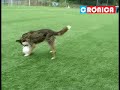 HuachiDog, Nuevo Refuerzo Acerero