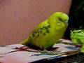 Melopsittacus undulatus Piko