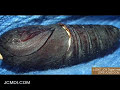 Velda Pine Moth Pupation Creepshow