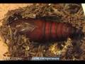 Velda Pine Moth Pupation Creepshow