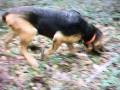 Chasse aux sangliers - Le pied