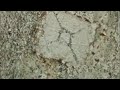 Optical Mineralogy Andalusite chiastolite