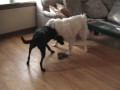 Dogs playing - Lab/Pit mix and Great Pyrenees