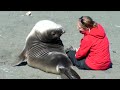 まさに恋人。アザラシと女性のラブラブ動画のサムネイル3