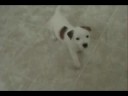 Parson Russell Puppies 6 weeks old