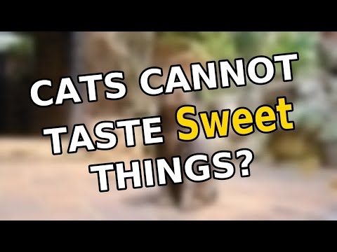Cats cannot taste sweet things? | 15 Silly Facts – Ministry of Facts