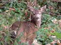 Deer Hunting (Bremerton, WA) Deer Hunting (Bremerton, WA)