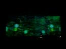Earth, Wind and Firewire en la UNIA