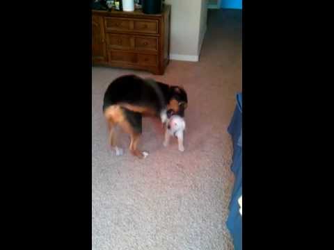 Greater Swiss mountain dog vs a Lab Puppy