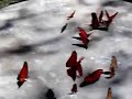 Butterflies Butterflies