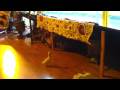 videos de Turkish duckling
