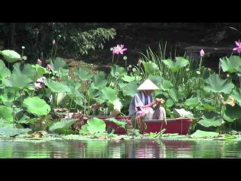 how to harvest lotus seeds