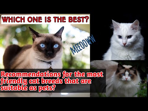 best recommendation of the friendliest breeds of cats?watch the video!