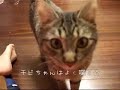 チビちゃんの姿が見えないので呼んでみましたチビちゃんはよく喋るのです。