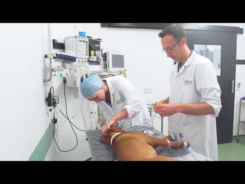 The Anaesthesia Process at Davies Veterinary Specialists