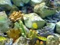 acuario morelia1 acuario morelia1