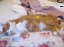 Squeak Me Cat Squeak Me Cat