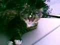 Honda cat bed