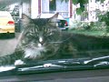 Honda cat bed
