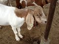 Famous Goat Forms & Live Stock