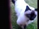 Noisy cat