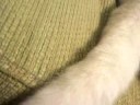 ただしっぽが揺れてるだけの映像ですが、なにか？
