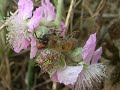 Ragnetto ghermisce Ape mellifera Ragnetto ghermisce Ape mellifera
