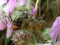 Ragnetto ghermisce Ape mellifera