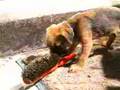 Border Terrier video