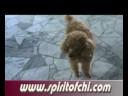 Mr Dog