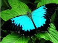 Les papillons Les papillons