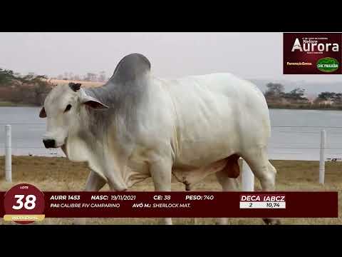 4� De Olho na Fazenda - NELORE AURORA participa��o Chico Paulic�ia