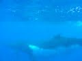 whales-tonga.html