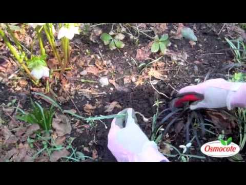 how to transplant snowdrops