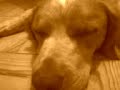 Dog dreaming
