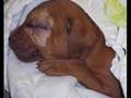 The True Pit Bull