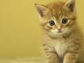 alwayz together / 猫　ねこ　ぬこ　cat chat katze