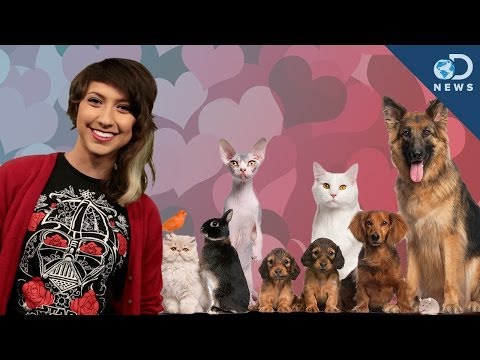 owning - If you own a pet, are you more social and a better member of society? Maybe so! Catie Wayne fills in for Laci today and reports on an interesting study that ...