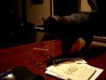 Burnsy Meowing at night Burnsy Meowing at night