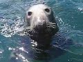 Daily Post - feeding a seal in the Menai Strait, North Wales Daily Post - feeding a seal in the Menai Strait, North Wales