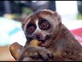 animals that do exist