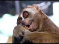 Animals That Do Exist