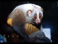 animals that do exist