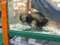 crazy polecats