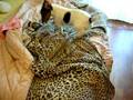 il mio cane che odia virgola il gattino