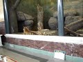 Lincoln Park Zoo Lions