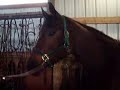 Mitos Smoky Doc - For Sale- Tacking Up Mitos Smoky Doc - For Sale- Tacking Up